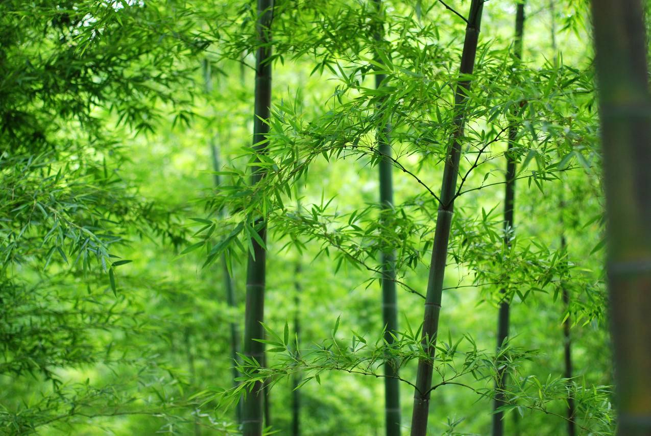 糖心Volg：甜蜜生活分享平台，记录每一个美好瞬间